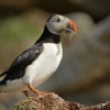 Papuchalk severni - Fratercula arctica - Atlantic Puffin 9319